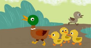 truyện chú vịt xám