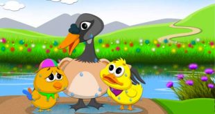 truyện gà trống và vịt bầu