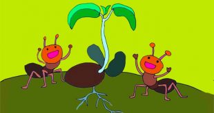 truyện hạt đỗ sót