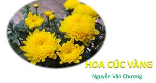 Bài Thơ Hoa Cúc Vàng - Lời Bài Thơ Chi Tiết Cho Bé Và Giáo Án Cho Cô