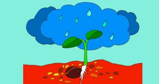 bài thơ từ hạt đến hoa