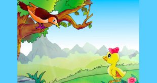 Truyện Chim Con và Gà Con Mầm Non - Nội Dung Chi Tiết Kèm Giáo Án