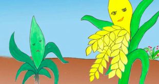 Truyện Cỏ Và Lúa - Nội Dung Chi Tiết và Giáo Án Tham Khảo