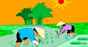 Hình ảnh hạt gạo làng ta