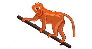 Truyện Khỉ Mũi Dài Mầm Non - Chủ Đề Thế Giới Động Vật