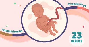Thai 23 Tuần Tuổi - Sự Phát Triển Của Bé và Những Thay Đổi Của Mẹ