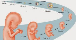 [ Thai Nhi 8 Tuần Tuổi ] Sự Phát Triển Của Bé và Những Thay Đổi Của Mẹ