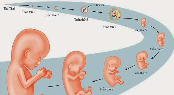 [ Thai Nhi 8 Tuần Tuổi ] Sự Phát Triển Của Bé và Những Thay Đổi Của Mẹ