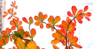 31 Bài Văn Tả Cây Bàng Lớp 4 Ngắn Gọn và Hay Nhất