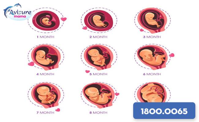 Cân nặng thai nhi chuẩn theo tuần