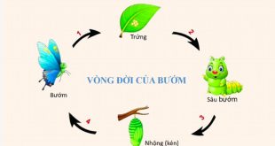 Vòng Đời Của Bướm - 4 Giai Đoạn Quan Trọng Nhất