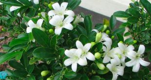 Cây Nguyệt Quế Là Cây Gì? Công Dụng Chữa Bệnh -Ý Nghĩa Phong Thuỷ