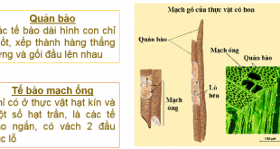 Thành phần của dịch mạch gỗ gồm chủ yếu