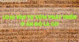 [ CÂU HỎI ] Loại Văn Tự Sớm Phát Triển Ở Ấn Độ Là Gì?