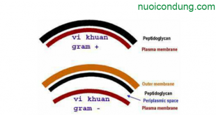 Hình 2: Thành tế bào vi khuẩn Gram (+) và thành tế bào vi khuẩn Gram (-)