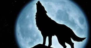 Truyện Sự Tích Con Chó Sói - Truyện Cổ Tích Nga