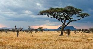 Phần Lãnh Thổ Châu Phi Có Cảnh Quan Gì? Lời Giải Chi Tiết