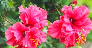 Sự Tích Hoa Dâm Bụt - 2 Câu Chuyện Phổ Biến Nhất