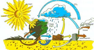 Vai Trò Nào Dưới Đây Không Phải Của Quang Hợp? Đáp Án và Lời Giải