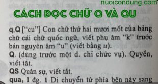 chữ q đọc là gì? Cách đọc chữ qu