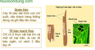 tế bào mạch gỗ của cây gồm
