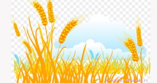 Truyện Sự Tích Hạt Lúa và Ý Nghĩa